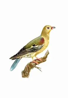 Tiny Bird Prints: Dove. Vintage inspired bird art
