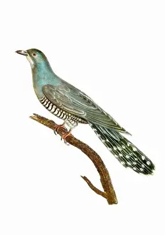 Tiny Bird Prints: Dove. Vintage inspired bird art