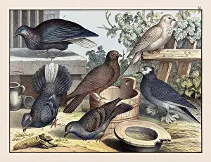 Domestic Cat Prints: Doves. Vintage Bird illustration published in a German natural history book in the 19th century