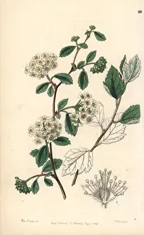 Copperplate Engraving Prints: Downy spiraea, Spiraea pubescens