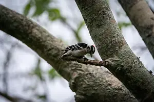 Downy Woodpecker Prints: Downy woodpecker on the branch of a tree
