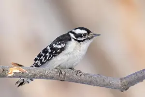 Coldness Prints: downy woodpecker (Dryobates pubescens)