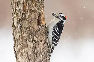 Protected Species Prints: Downy woodpecker (Dryobates pubescens) in winter storm