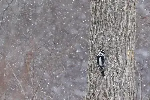 Protected Species Prints: Downy woodpecker (Dryobates pubescens) in winter storm