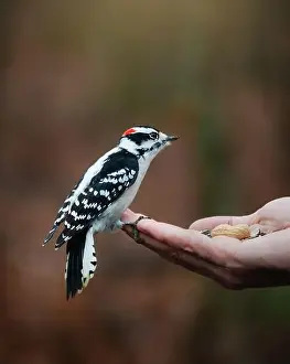 Birdseed Prints: Downy woodpecker perched on hand holding seeds outside