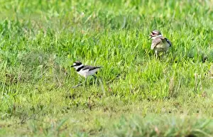 Killdeer Prints: Downy young killdeer (Chardarius vociferus) with its parent in the grass, Texas, USA