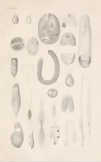 Specialized Prints: Dr. H.G. Bronn's Klassen und Ordnungen des Thier-Reichs