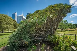Sunlit Prints: Dragon tree (Dracaena draco), Royal Botanic Garden, Sydney, New South Wales, Australia