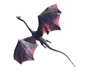 Wise Prints: dragon, winged creature flying