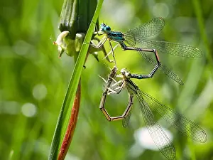 Release Prints: dragonflies paring in the grass