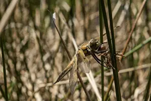Inland Prints: Dragonfly Eats Insect