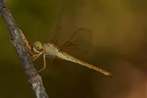 Khao Prints: Dragonfly in Khao Yai