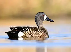 Wetlands Prints: A drake Blue winged teal in breeding plumage during spring at Seedskadee National Wildlife Refugee in Sweetwater County
