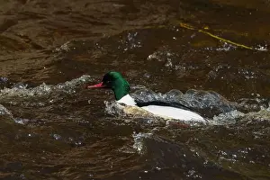 Isle Of Skye Prints: Drake Goosander (Mergus merganser) on a fast flowing river in the Peak District England
