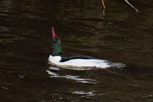 Isle Of Skye Prints: Drake Goosander (Mergus merganser) on a fast flowing river in the Peak District England