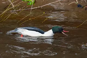 Isle Of Skye Prints: Drake Goosander (Mergus merganser) on a fast flowing river in the Peak District England