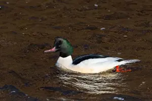 Isle Of Skye Prints: Drake Goosander (Mergus merganser) on a fast flowing river in the Peak District England