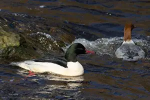 Isle Of Skye Prints: Drake Goosander (Mergus merganser) on a fast flowing river in the Peak District England