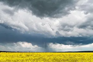 Dramatic storm clouds with rain over yellow rapeseed fields. Landscape photography