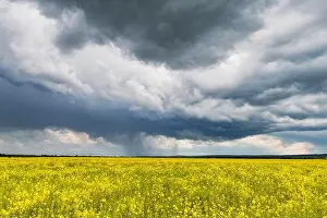 Dramatic storm clouds with rain over yellow rapeseed fields. Landscape photography