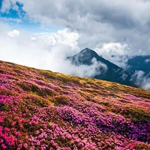Images Dated 12th June 2014: Dramatic unusual scene with rhododendrons bloom in a beautiful location in the Carpathian mountains