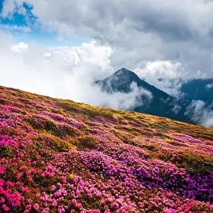 Glade Prints: Dramatic unusual scene with rhododendrons bloom in a beautiful location in the Carpathian mountains