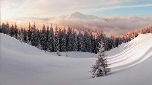 February Collection: Dramatic wintry scene with snowy trees