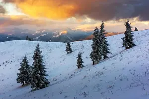 Dramatic wintry scene with snowy trees