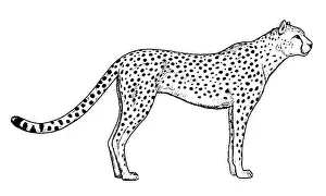 Cheetah Prints: Drawing of cheetah - hand sketch of wild cat