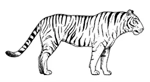 Drawing of tiger - hand sketch of wild cat