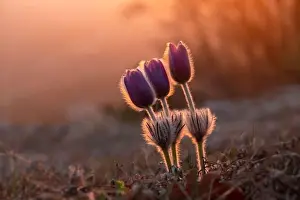 Dream-grass or Pulsatilla patens blooms in spring in the forest in the mountains