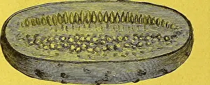 Bookauthorhenryggi Prints: Dreer's garden calendar for 1887