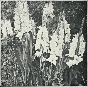 Reliable Prints: Dreer's seeds, plants and bulbs are reliable
