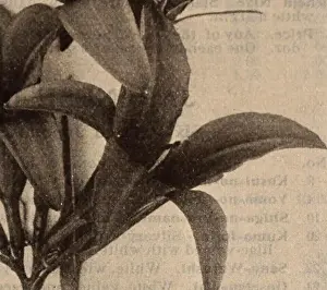 Greenhouses Prints: Dreer's wholesale price list / Henry A