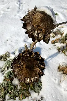 Spiky Prints: Dried artichokes in the snow on a sunny winter day