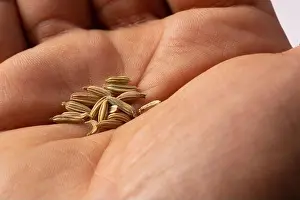 Handful Prints: dried fennel seeds in hand