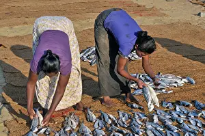Bent Prints: Dried fish, fish drying on coconut mats on the beach