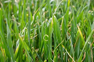 Drought Prints: Dried wheat leaf tips, winter wheat disease from herbicide application and low temperatures