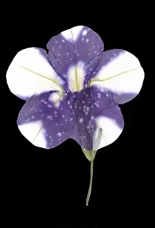 Herbarium Prints: Dried white purple petunia flower