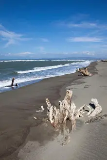 Driftwood Prints: Driftwood on the beach of La Paz bei Laoag City