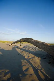 Dunes Prints: Driftwood on a sunny Washington State beach in the beautiful Pacific Northwest