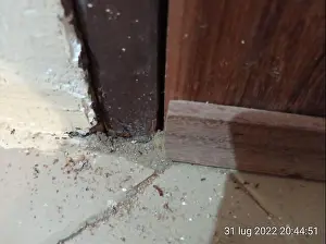 Driver Ants and Allies (Dorylus)
