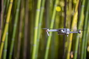 Wilderness Area Prints: Drone in Bamboo plantation, Green bamboo fence texture background, bamboo texture