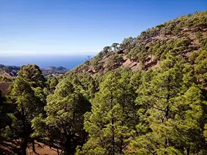 Top Down View Prints: Drone flight over the beautiful lush green pine forest on El Hierro, el pinar