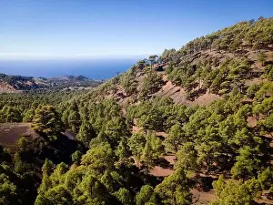 Top Down View Prints: Drone flight over the beautiful lush green pine forest on El Hierro, el pinar