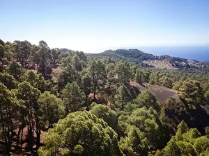 Top Down View Prints: Drone flight over the beautiful lush green pine forest on El Hierro, el pinar