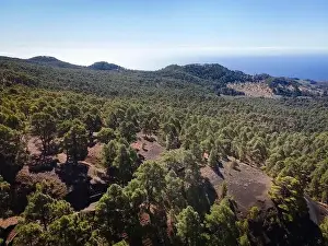 Top Down View Prints: Drone flight over the beautiful lush green pine forest on El Hierro, el pinar