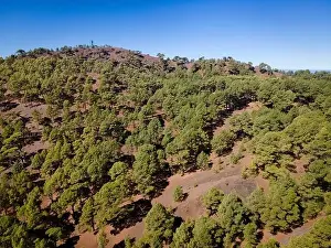 Top Down View Prints: Drone flight over the beautiful lush green pine forest on El Hierro, el pinar
