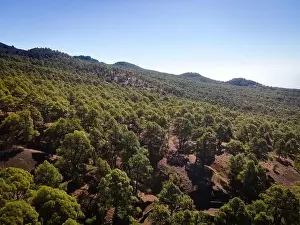 Top Down View Prints: Drone flight over the beautiful lush green pine forest on El Hierro, el pinar