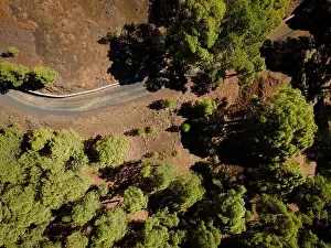 Top Down View Prints: Drone flight over the beautiful lush green pine forest on El Hierro, el pinar